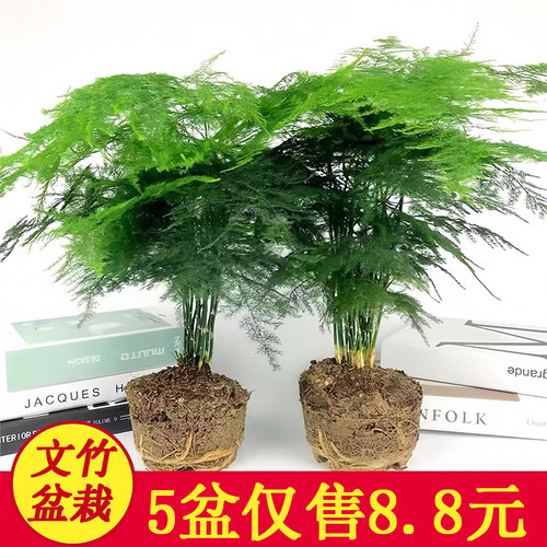 文竹盆栽花卉室内植物盆景办公室桌面小绿植客厅水培好养四季常青