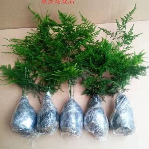 文竹【买】一盆一盆送包活好养防辐射发财树绿萝室内绿植花卉盆栽