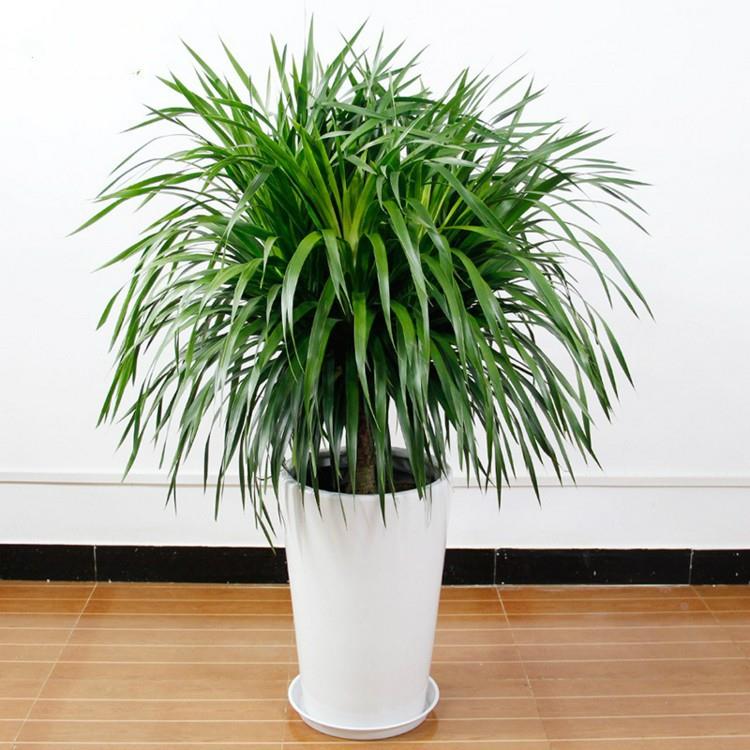 多头龙铁树龙血树龙须发财树室内客厅大型盆栽绿植花卉植物盆景