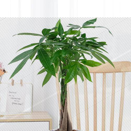发财树植物辫子发财树绿植办公室内桌面盆栽四季常青好养花卉