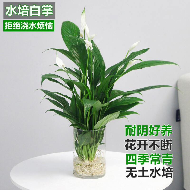 白掌水培植物开花四季常青绿植办公室内好养花卉水养盆栽一帆风顺