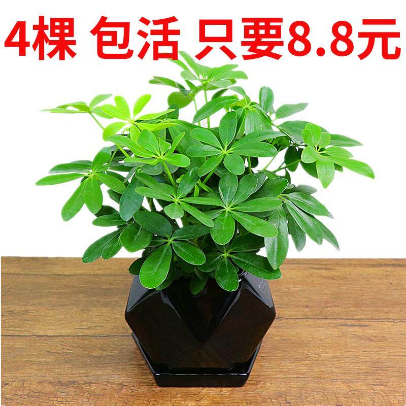 鸭脚木盆栽绿植鸭花卉掌木盆栽四季常青八方来财七叶莲树盆景