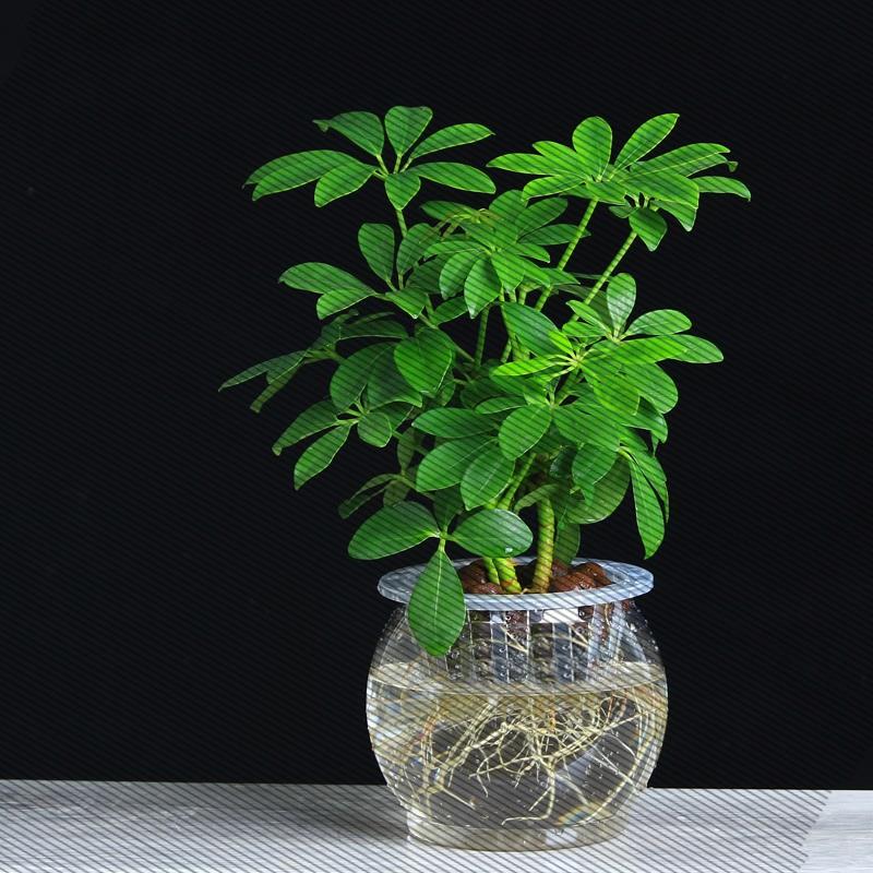 七叶莲鸭脚木盆栽办公室内植物常青桌面小绿植包邮