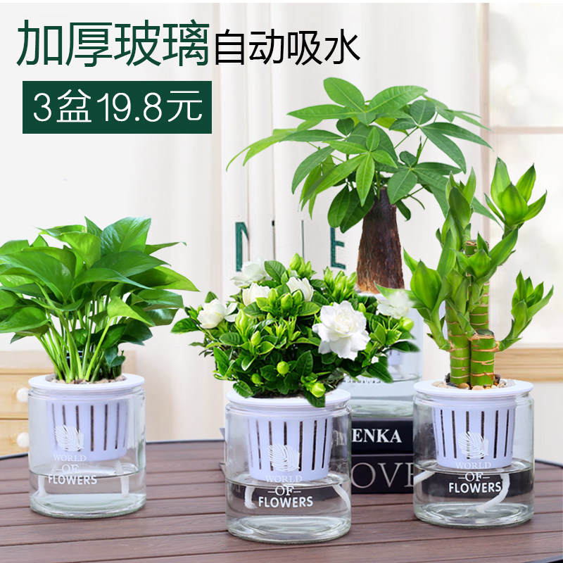 栀子花盆玻璃水栽培植物发财树文竹绿萝富贵竹室内净化空气绿植