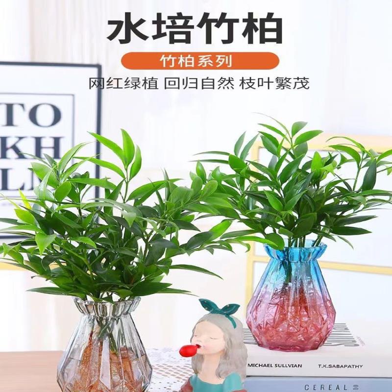 竹柏驱蚊植物室竹水培内客厅水养绿植花卉盆栽办公室桌面四季卧室