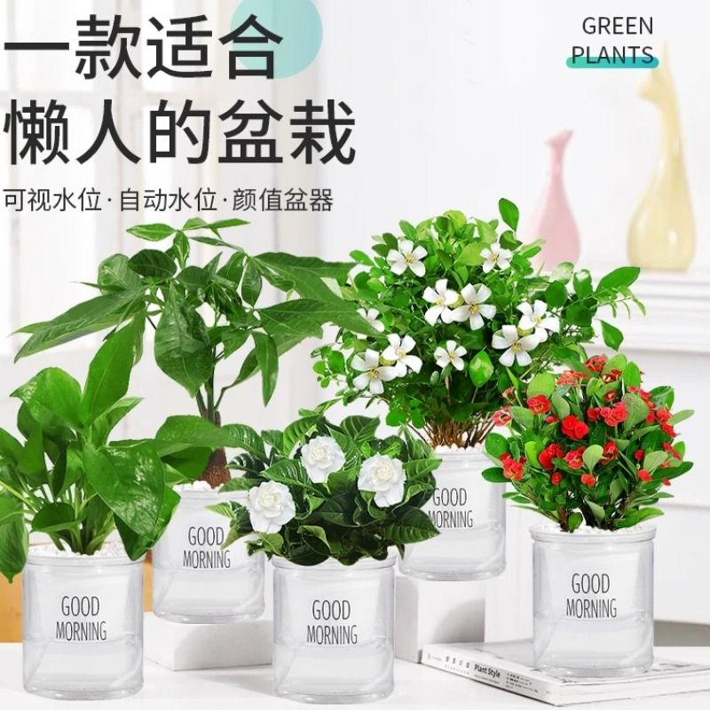 绿萝发财多肉花文竹树卉盆栽植物室内薄荷水培小绿植好养活易活