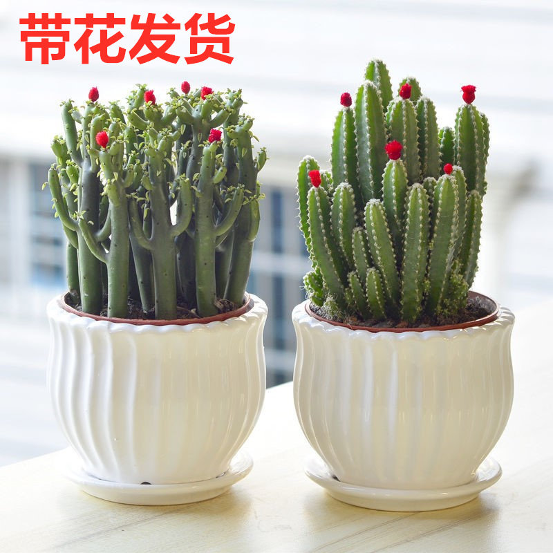 多肉植物仙人球仙人掌盆栽肉肉办公室内桌面绿植小盆栽