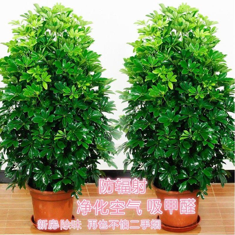 鸭掌木盆大栽植物室内型鸭脚木招财树客厅八方来财净化空气七叶莲