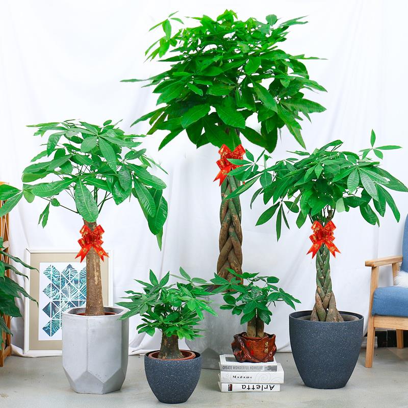 发财树盆发室内栽客厅财植物开业摆件盆景大型绿植花卉大树桩