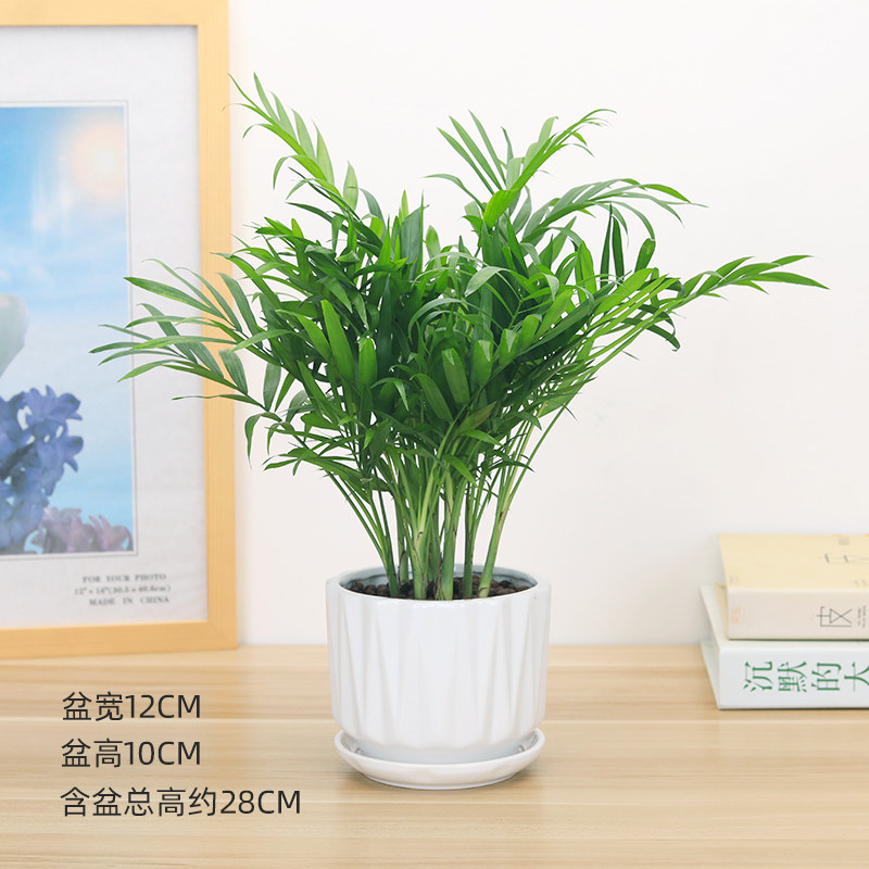 袖珍椰子绿植水盆栽小培花卉植物办公室内盆景吸甲醛防辐射包邮