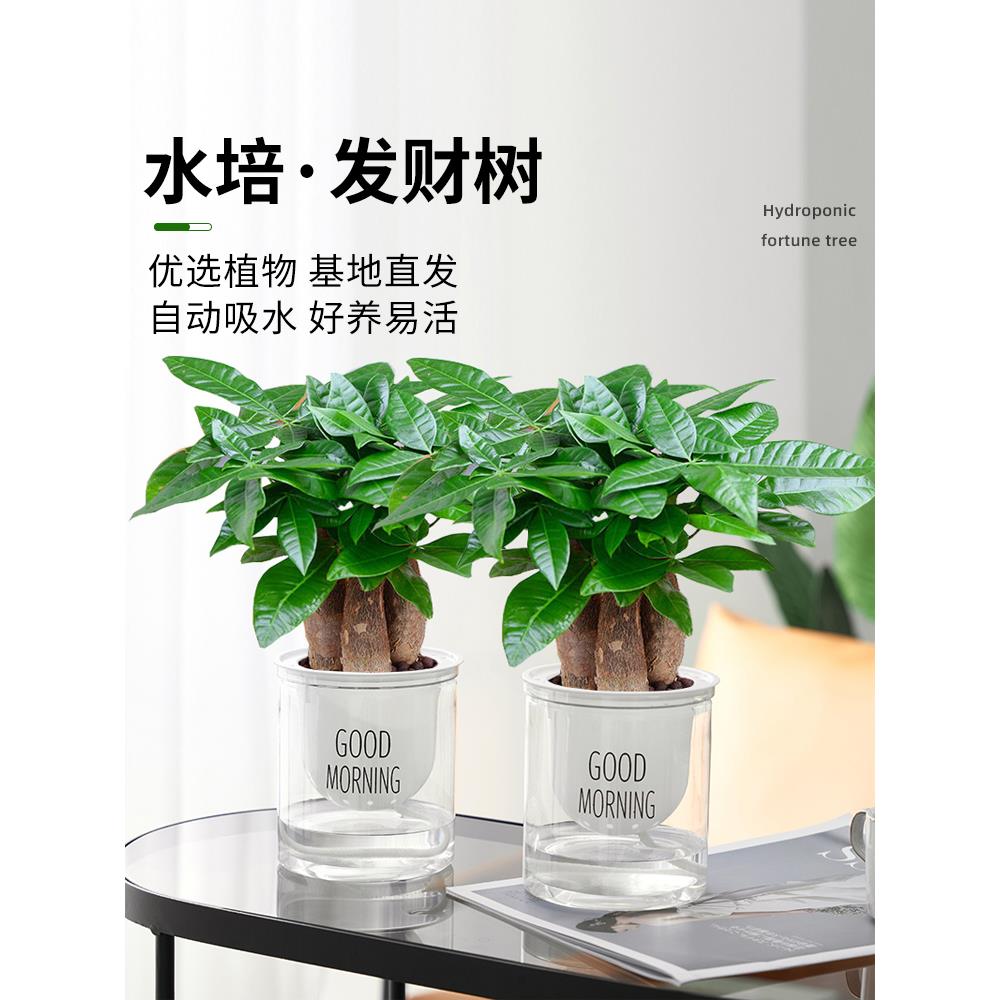 水培发财办公树小盆栽室内净化空气吸甲醛绿植物招财盆景摆件花卉