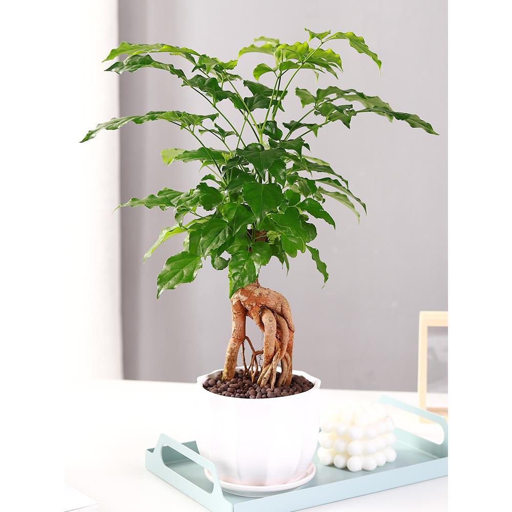 幸福树盆花卉提植物栽根盆景室内客厅桌上办公室好养小树苗活绿植