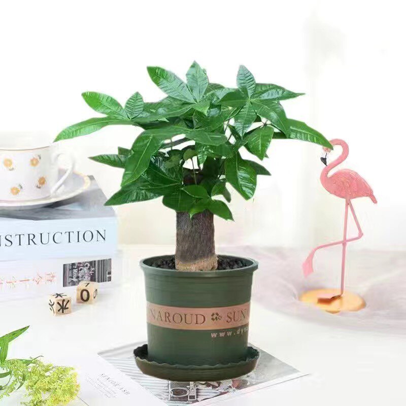 发财树盆植物客室内栽厅吸甲醛好养小盆景四季常青办公室花卉绿植