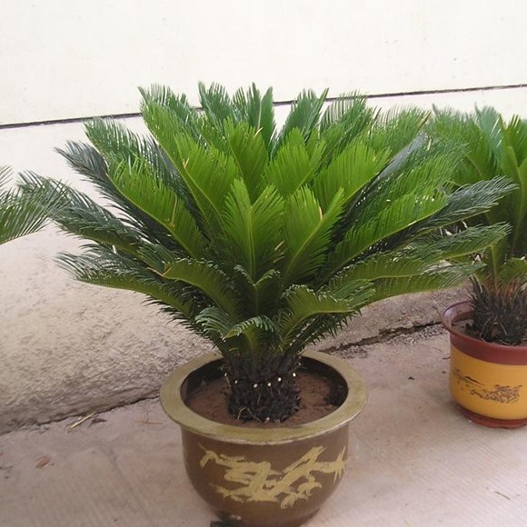 铁树盆栽树苗小苗铁树盆景室内外庭院植物四季常青办公室大型绿植