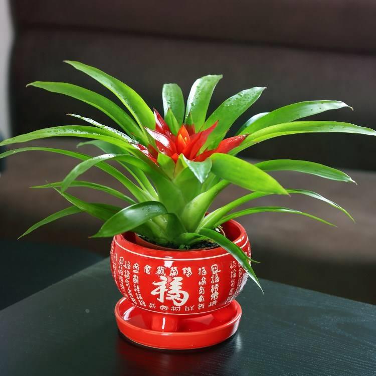 鸿红运当客头绿植盆栽厅观花卉土培植物室内四季绿叶红星带花凤梨