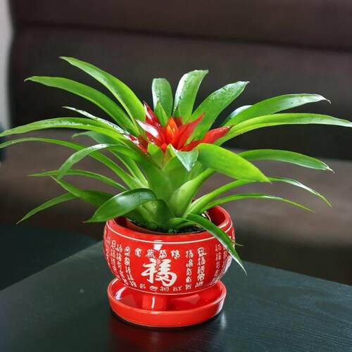 鸿红运当客头绿植盆栽厅观花卉土培植物室内四季绿叶红星带花凤梨