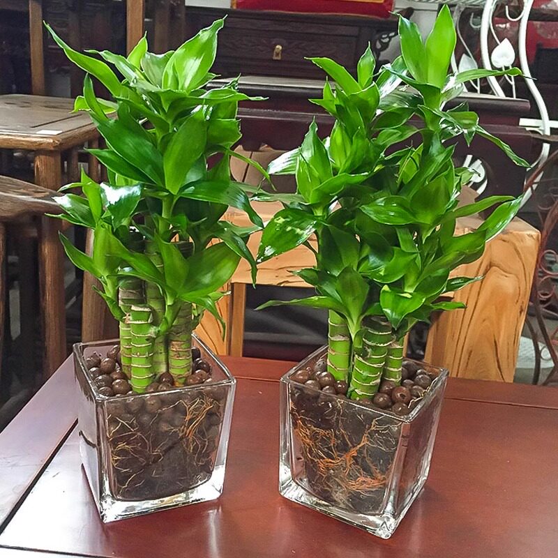 水培带根竹文昌荷花竹盆栽室内花卉好养水养绿植物招财富贵观音竹