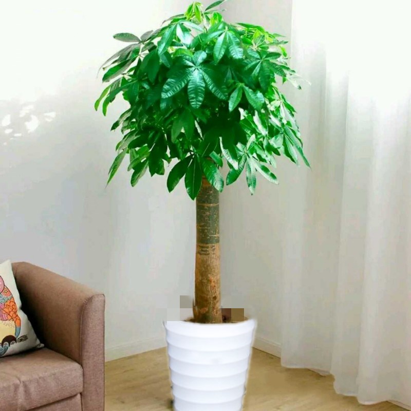 独干发财树盆室内客厅景大绿植常青植物盆栽花卉发财树包邮