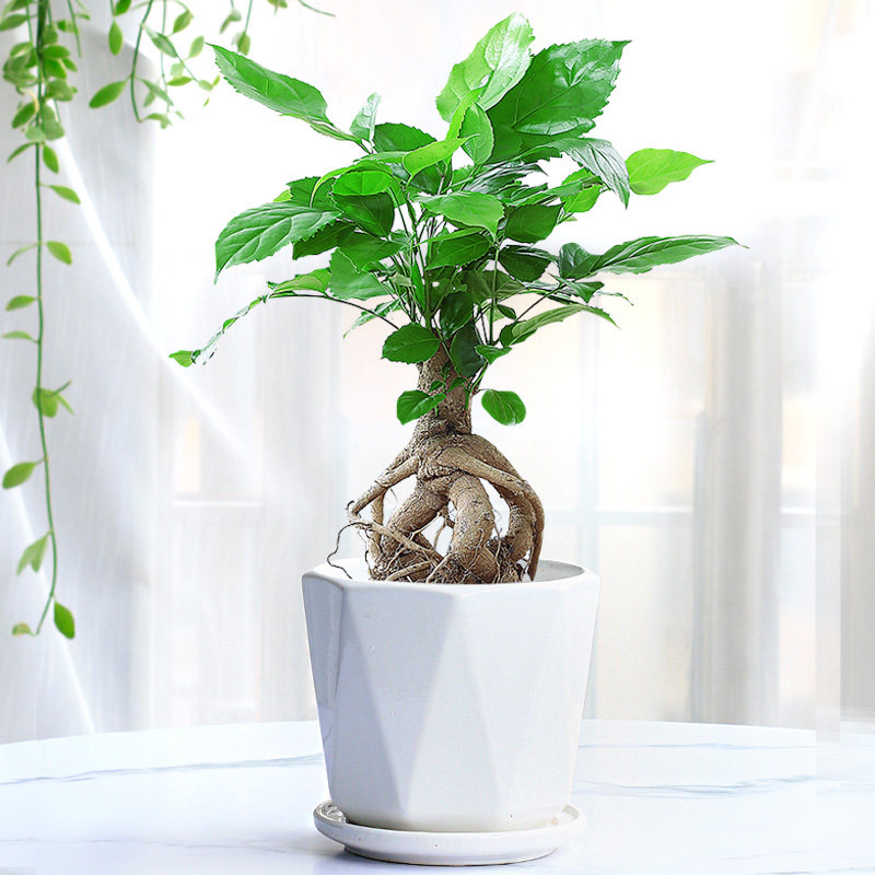 幸福树绿宝小绿植富贵小盆栽水培花卉植物办公室内盆景四季常青