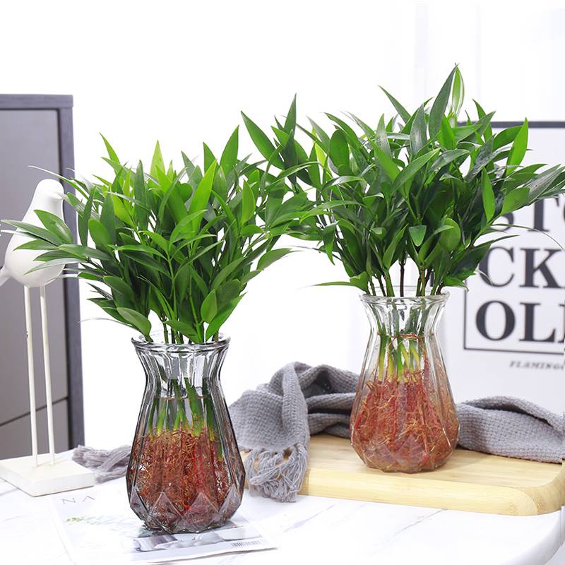 夏天驱蚊竹柏盆富贵竹栽水养植物苗室内防蚊水培绿植花卉四季常青