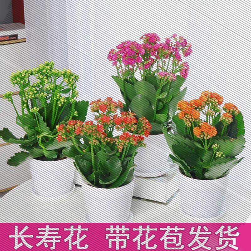 长寿花盆栽重瓣花大花苗带花盆室内阳台办公室花卉绿植