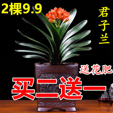 四季君子带盆栽兰花苞小苗花卉植物室内易活绿植水培好养多肉大全