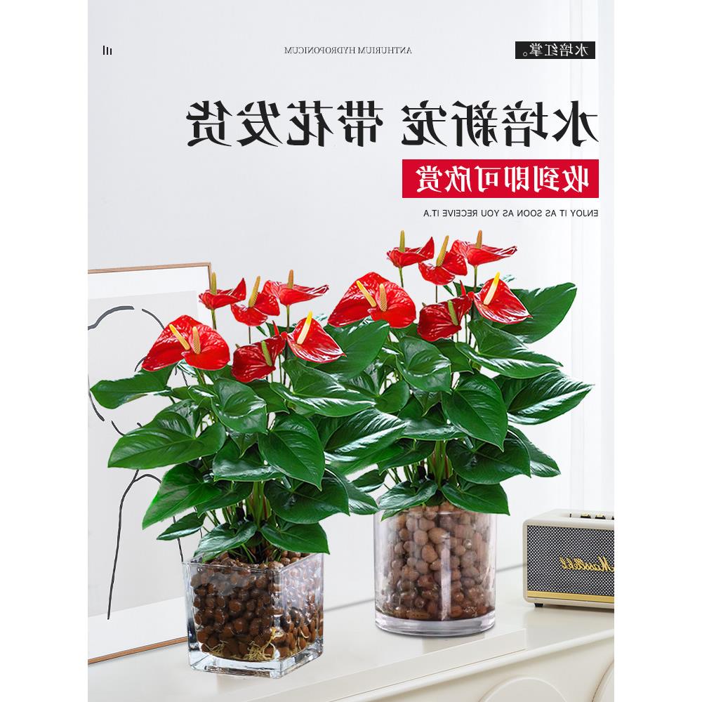 水培红掌盆栽带花大叶大花白掌易活四季开花卉绿植物办公室内好养