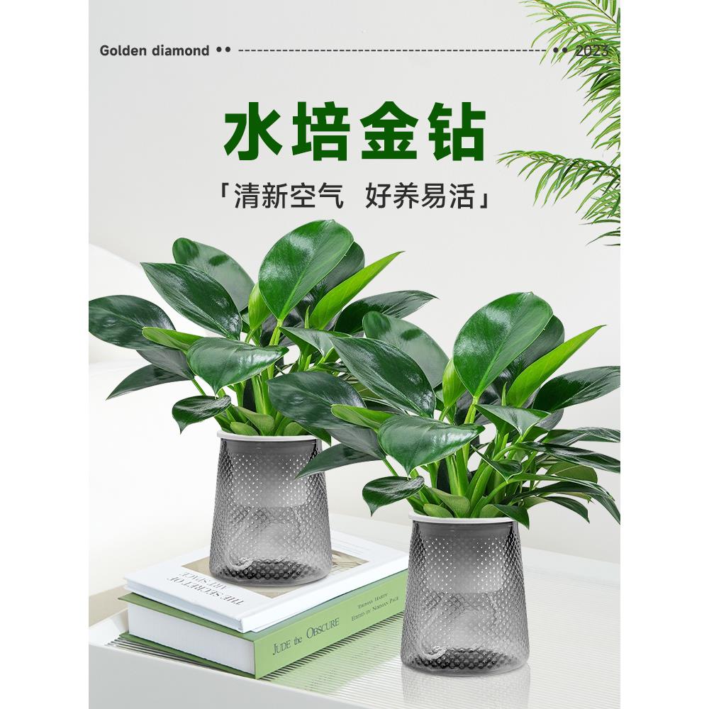 金钻盆栽室内植物水培耐阴绿植桌面净化空气绿公主好养绿萝吸甲醛