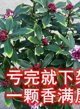 金边瑞香盆栽浓香大苗耐寒花卉室内外观花植物开花大小苗