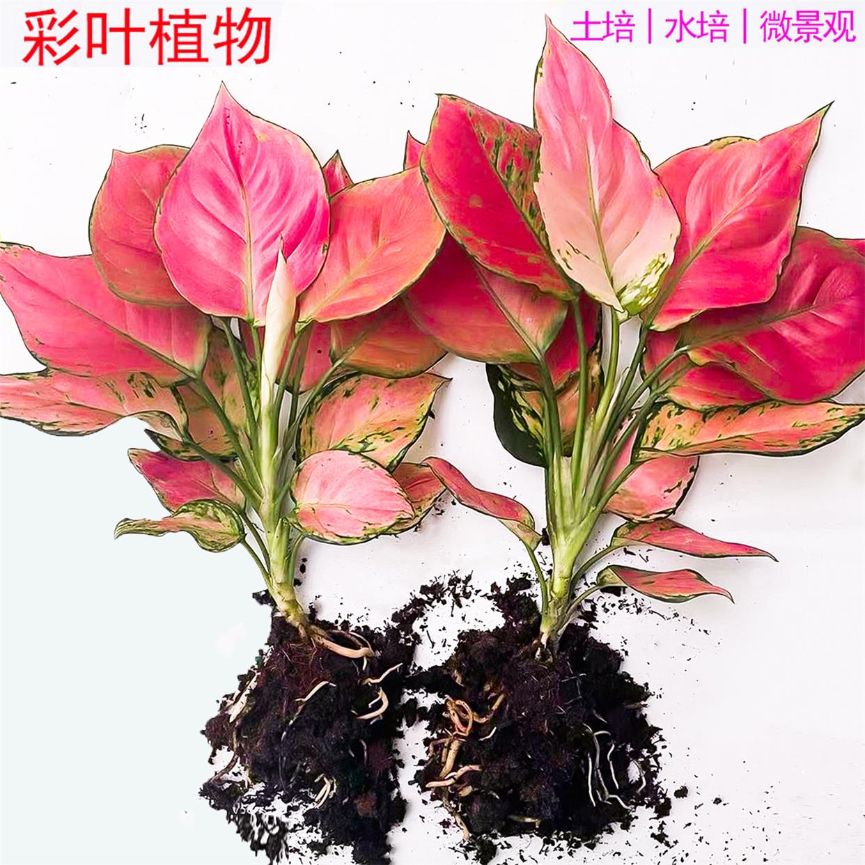 如意吉利红水万年培植物绿植室内水养绿萝花卉盆栽发财树富贵竹芋