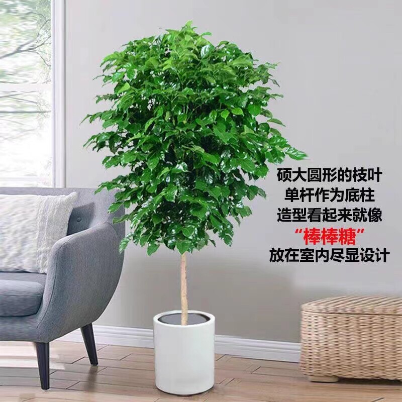 幸福树客厅大型盆栽绿植室内吸甲醛净化空气平安树植物桌面小盆景