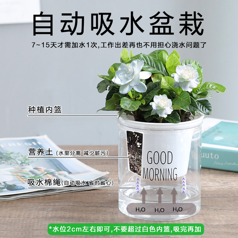 绿植盆栽花卉好养室内发财树办公室吊兰栀子花绿萝水培小多肉植物