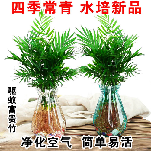 水培袖珍盆栽椰子桌面绿植物室内花卉办公室客厅散尾葵富贵椰子