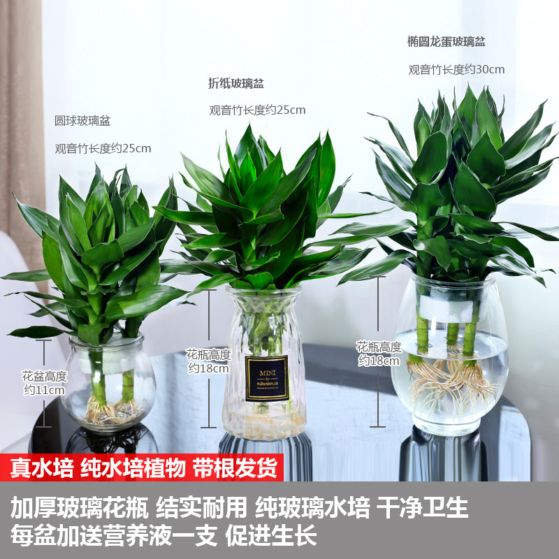 水培植物观音竹玻璃瓶富贵竹莲花竹办公室桌面净化空气小盆栽