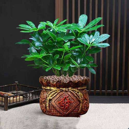 八方财植盆栽内桌鸭脚绿木面莲盆栽七叶盆栽客来厅阳室台招财树