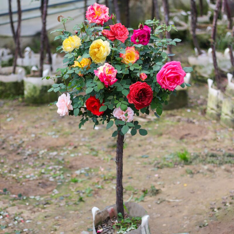 树状月季庭院树苗阳台棒棒糖树形独杆月季花树耐寒大花浓香玫瑰花