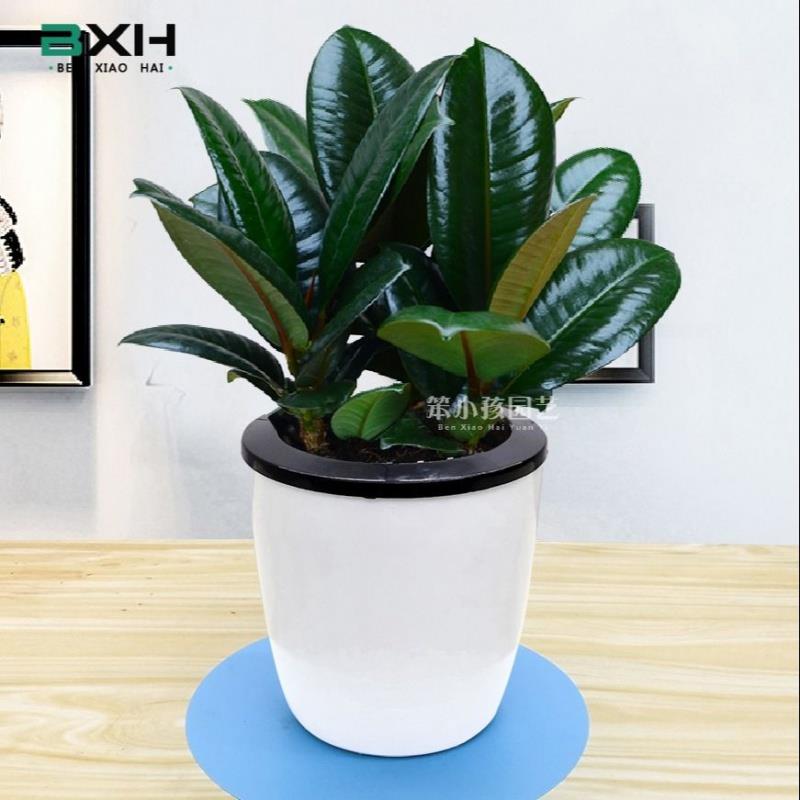 【送肥料】绿植橡皮树盆栽花卉净化空气室内绿色植物黑金刚盆景