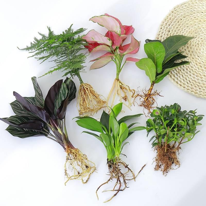水培植物绿植水养室内白掌花卉盆栽竹芋绿萝办公室四季水生富贵竹