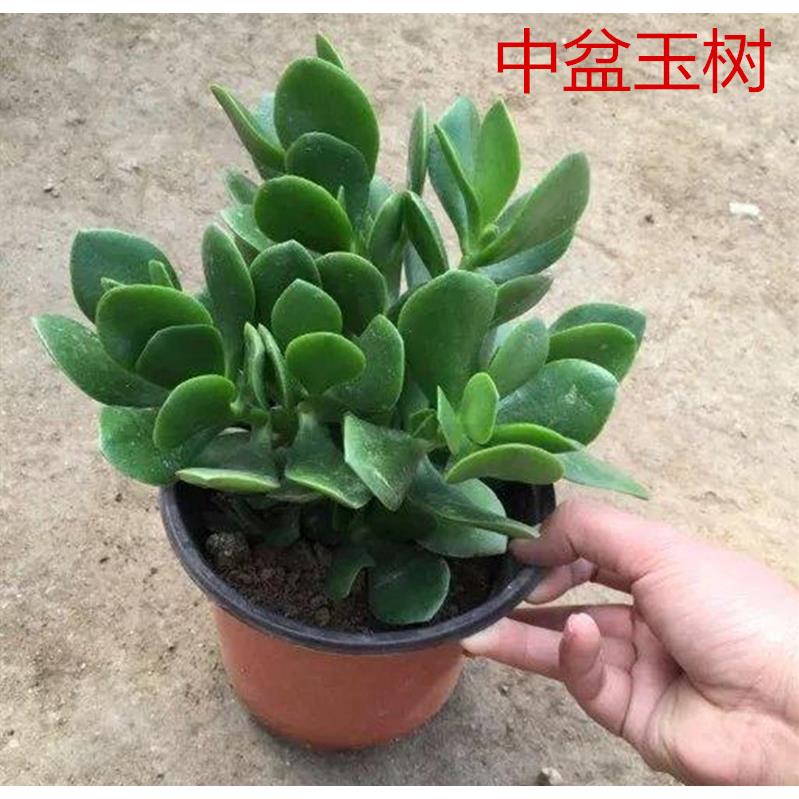 迷你盆栽 空花卉净化气 小玉树苗 好花不贵 室内盆栽花卉绿植包邮