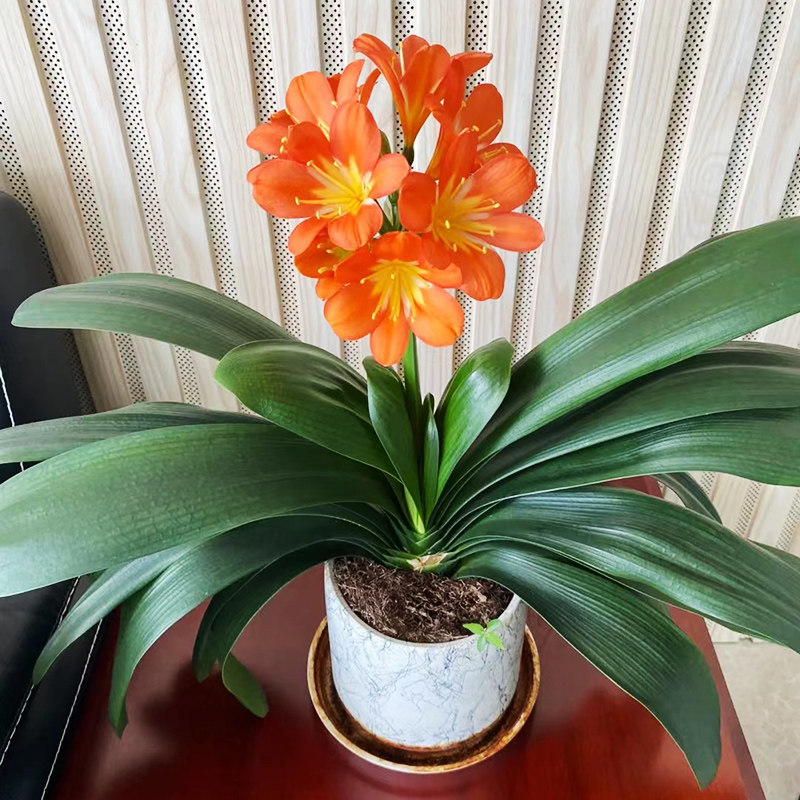 君子兰盆栽开花君子兰植物室内蝴蝶兰四季常青好养花卉观花绿植