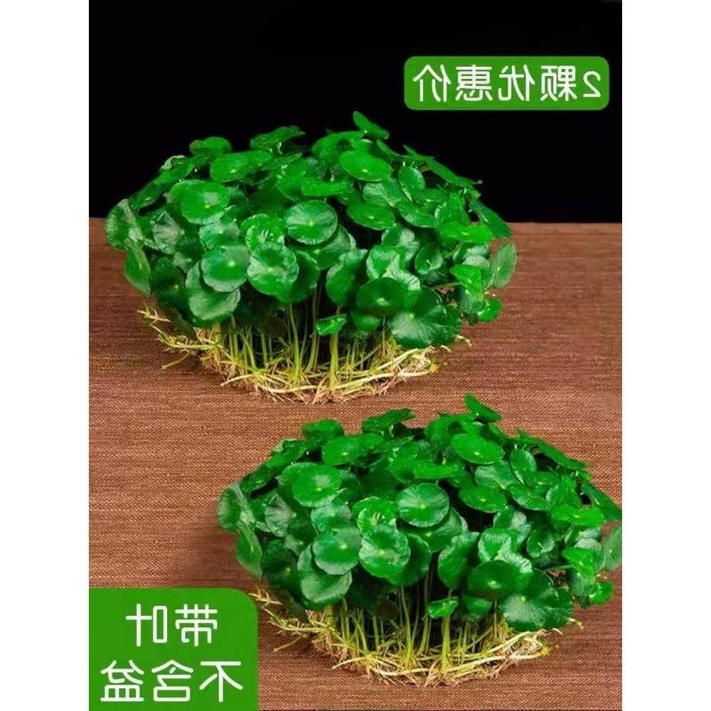 铜钱草水培植物老桩盆栽室内外水养大叶金钱草根芽好养易养活绿植
