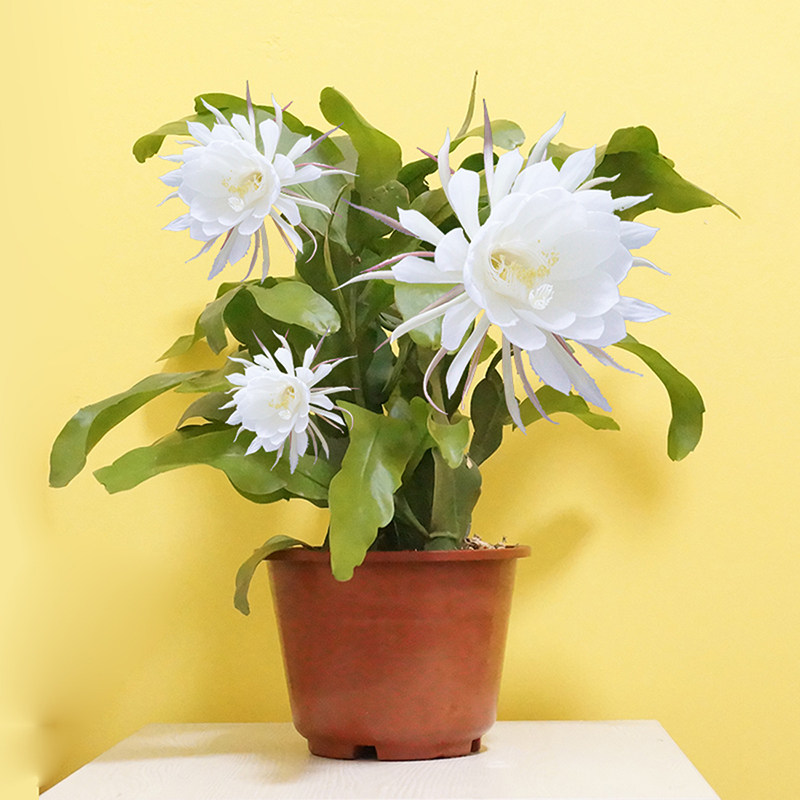 昙花苗室庭院阳台内植物绿色盆栽盆景花卉昙花一现适合新手养殖