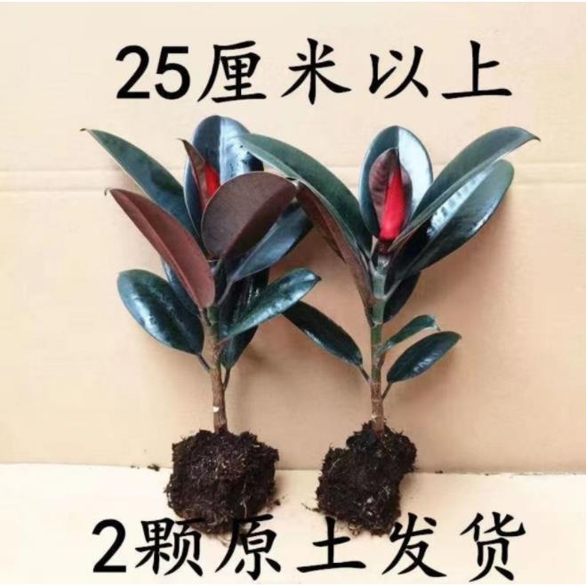 黑金刚橡盆栽皮树家庭室内客厅四季长青花卉净化空气绿色观叶植物