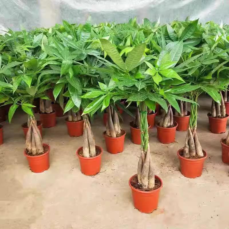 发财树盆栽绿植室花卉内客厅桌面好养活招财观叶植物办公室吸甲醛