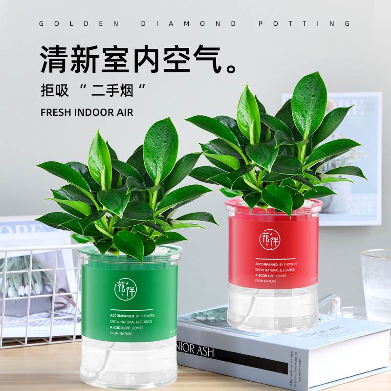 金钻盆栽室内绿萝箩植物花卉绿植水培新房家用吸除甲醛好养花卉