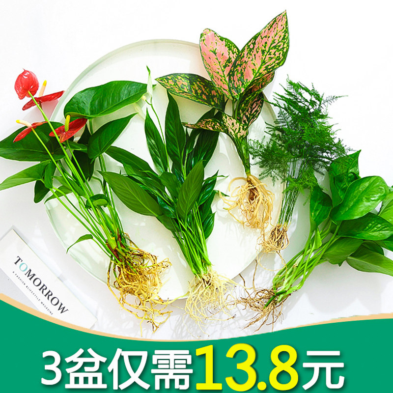 花卉盆栽植物水培室内花绿植四季水生好养活绿萝富贵文竹芋红白掌