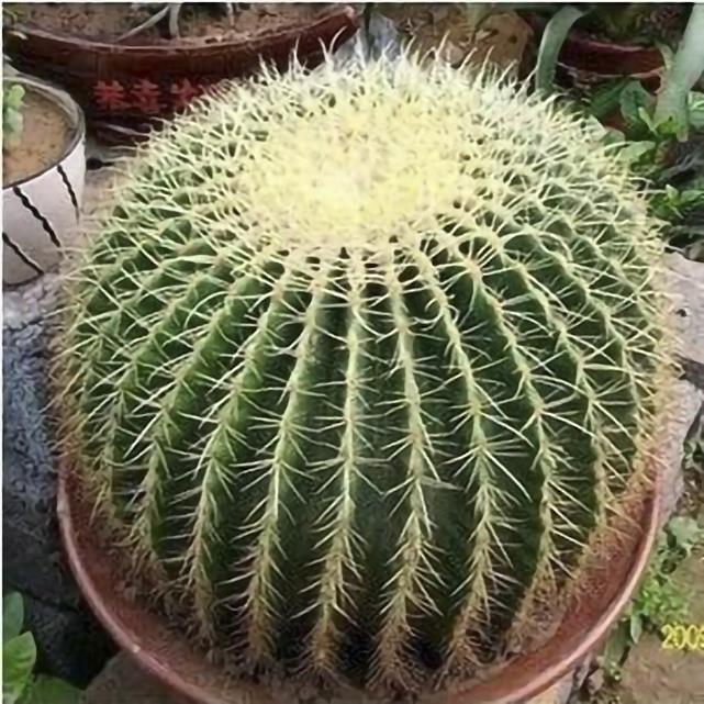 大金琥金盆栽仙人球虎室内多肉植物绯花玉玉翁办公室内花桌面花卉