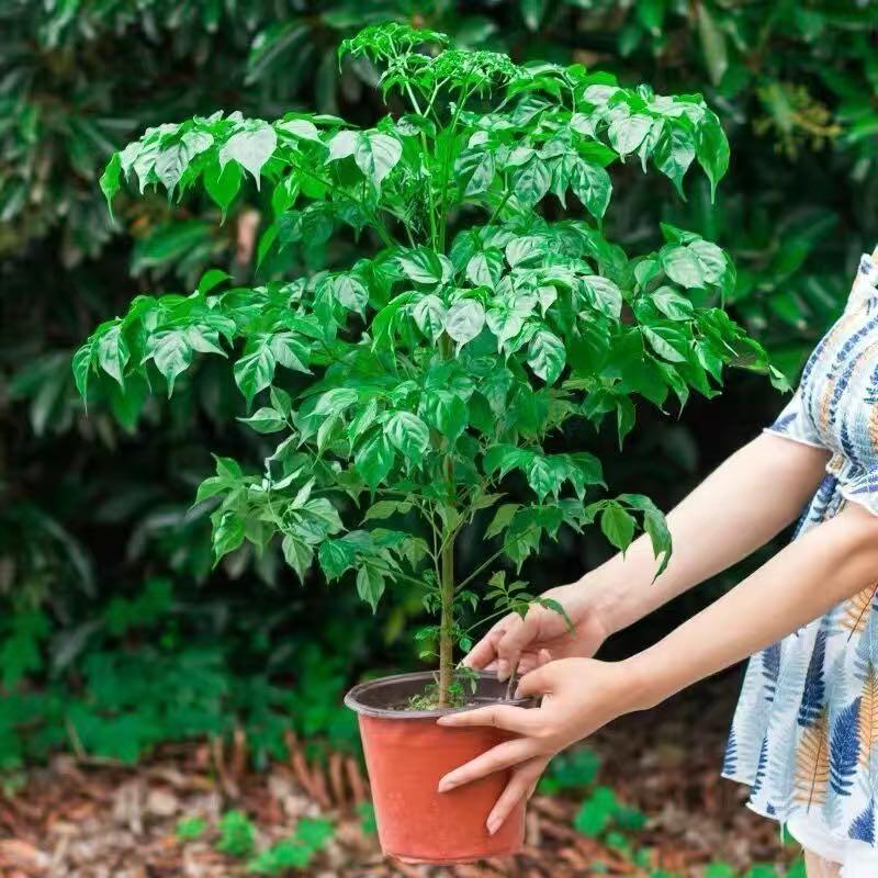 幸福树盆绿植植栽桌面物四季常青办公室内好养盆景净化空气吸甲醛
