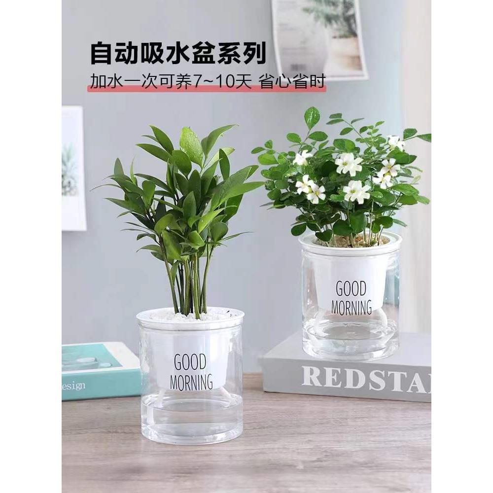 驱蚊竹柏驱蚊草水盆栽培绿植富贵竹花卉大全室内卧室易活水养植物