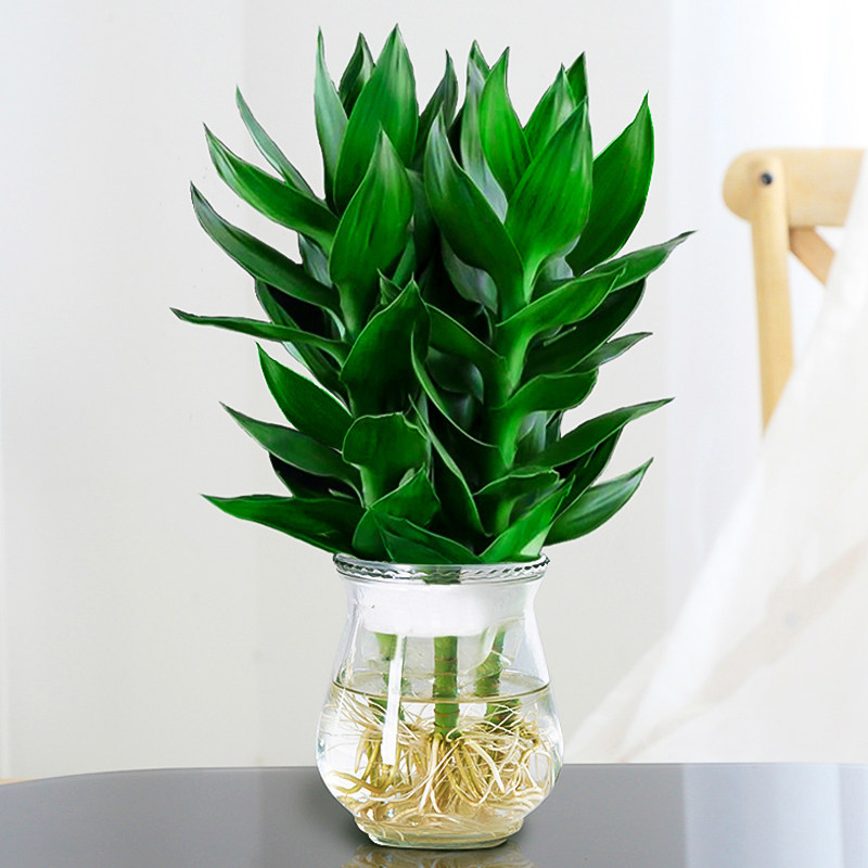 观音竹富水培贵竹植物花卉绿植金钻室内盆栽竹子带根客厅甲醛发财